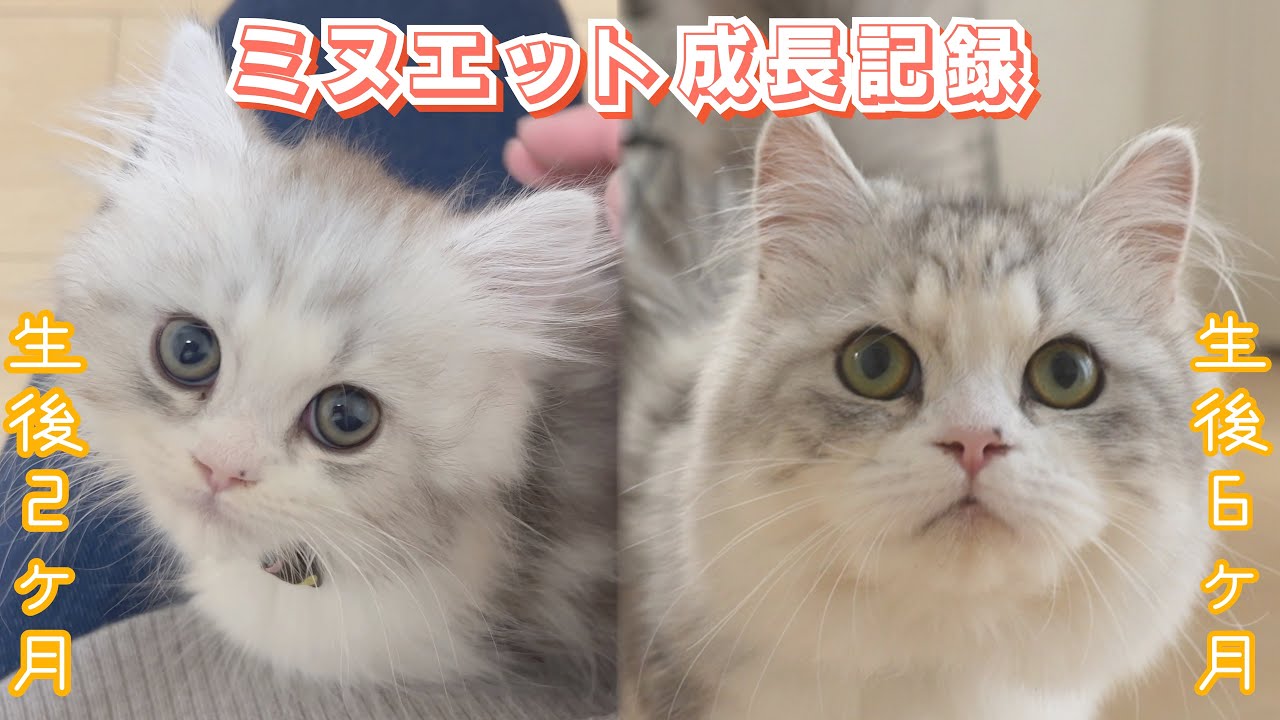 ミヌエットの成長記録！生後２ヶ月〜６ヶ月をまとめました！kitten growth record