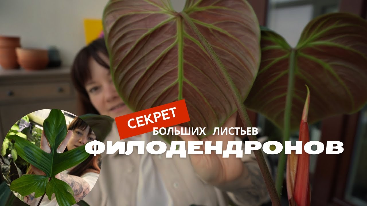 Филодендрон: уход, большие листья, условия содержания