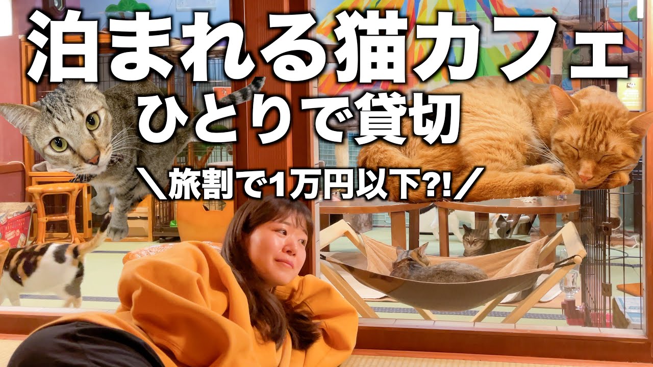 【ひとり】1万円以下で猫カフェ貸切＆宿泊してきた｜保護猫カフェネコリパブリック大阪｜全国旅行支援