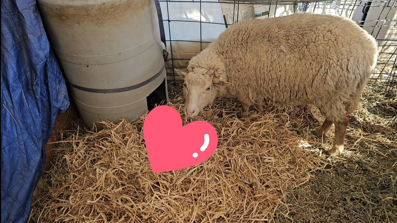 Whirlwind Weather Just In Time For Lambs!!