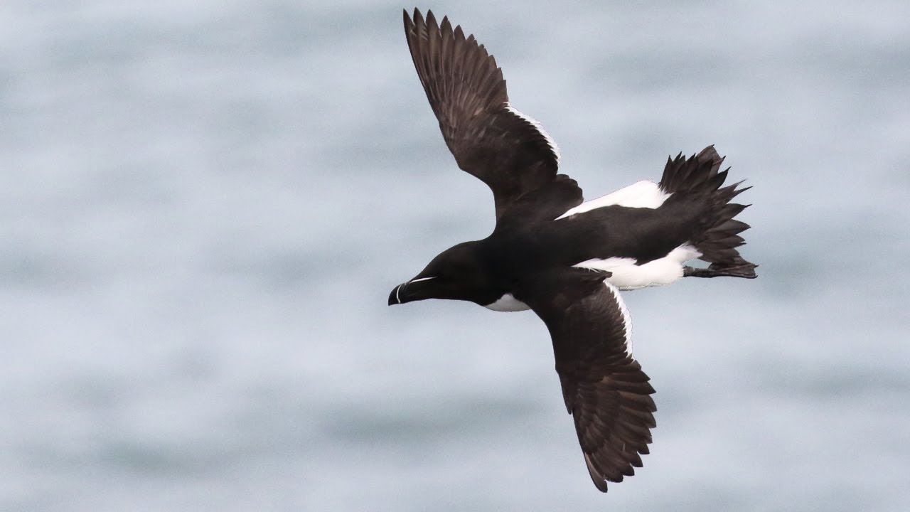 Razorbill Romance, Allopreening & Pair Bonding Behaviour | Alca torda