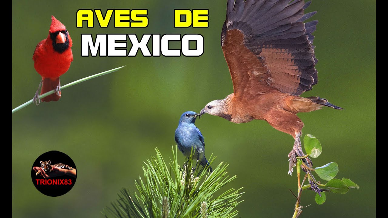 AVES COMUNES DE MEXICO &ndash; Las aves mas grandes de Mexico