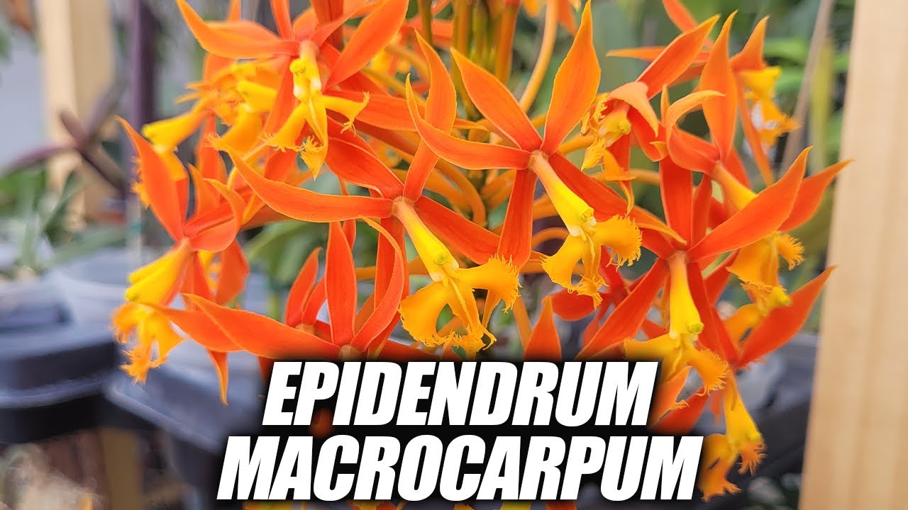 Orchid: Epidendrum macrocarpum #epidendrum #orchid #plants