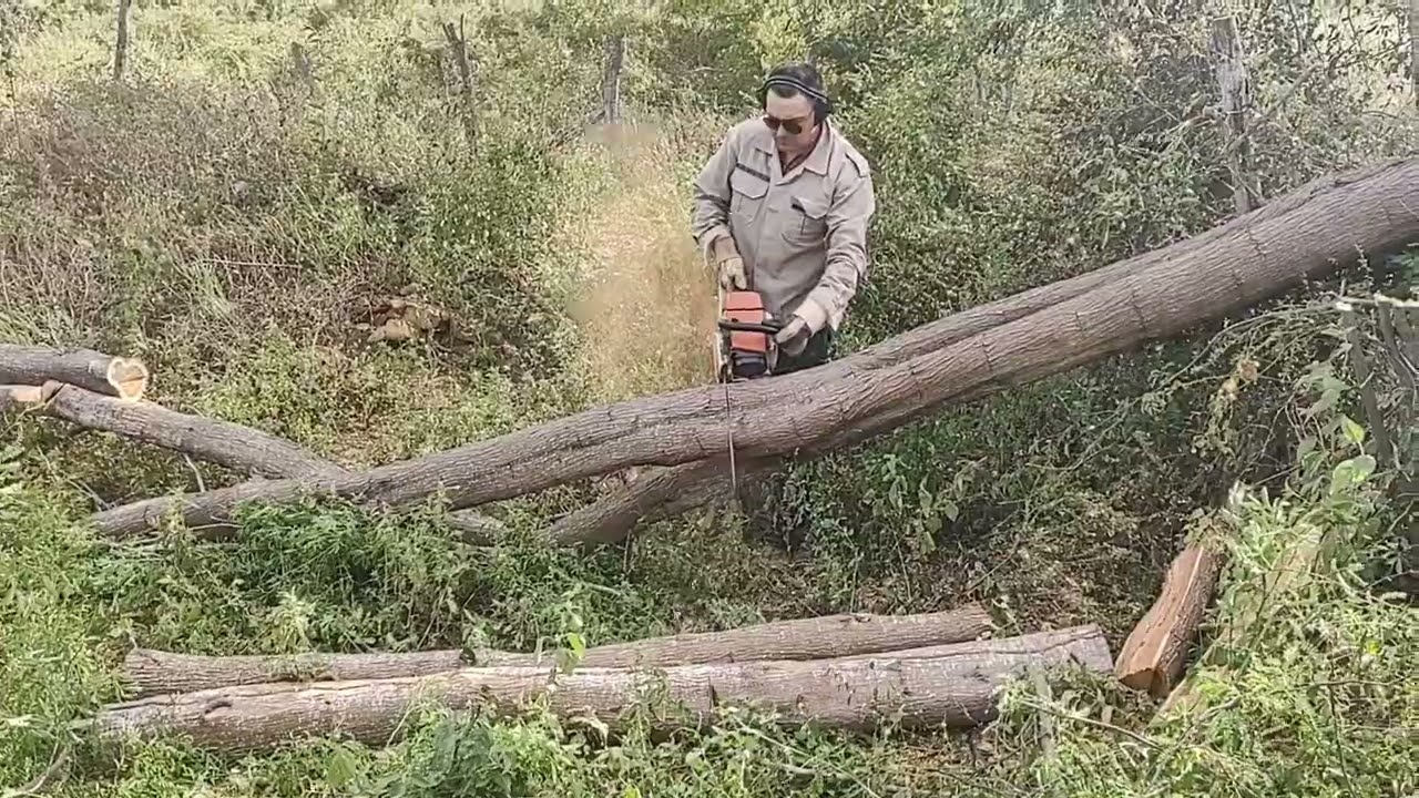 Tirando mourões e estacas de algaroba (madeira permitida por lei).