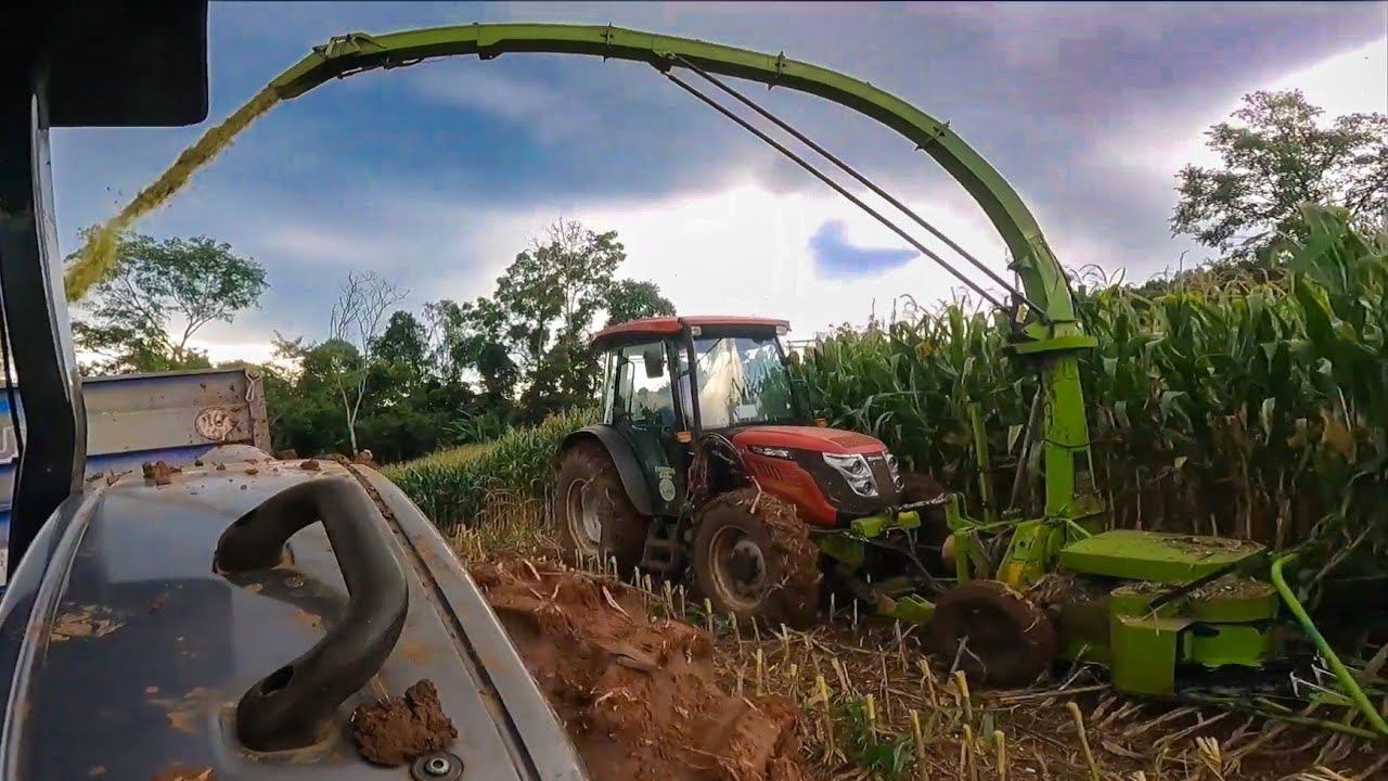 YANMAR SOLIS 90 FAZENDO SILAGEM DE MILHO