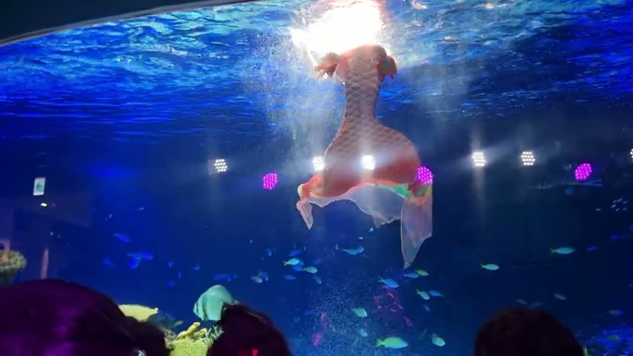 광교 아쿠아플라넷 인어공주 루비