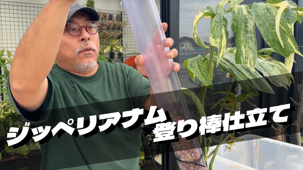 アミドリウム　ジッペリアナム　バリエガータねこの登り棒仕立て！