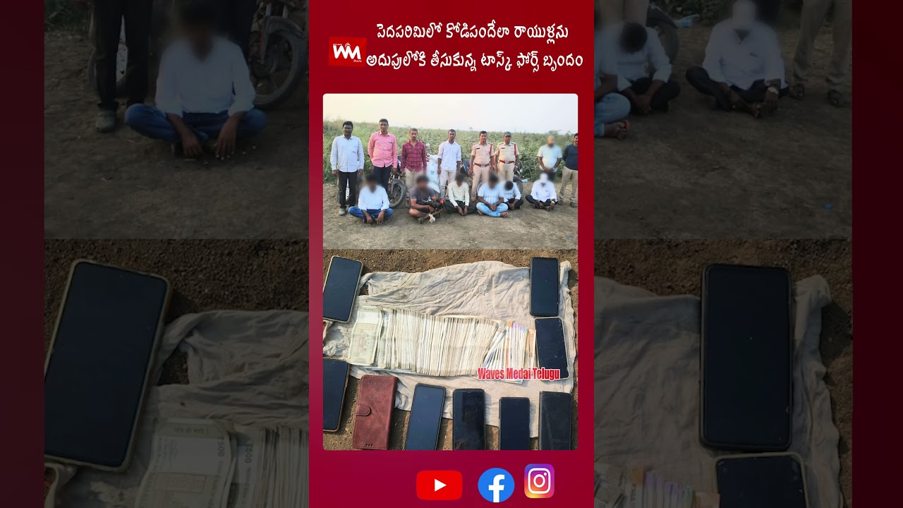 పెదపరిమిలో కోడిపందేలా రాయుళ్లను అదుపులోకి తీసుకున్న టాస్క్ ఫోర్స్ బృందం@wavesmediatelugu