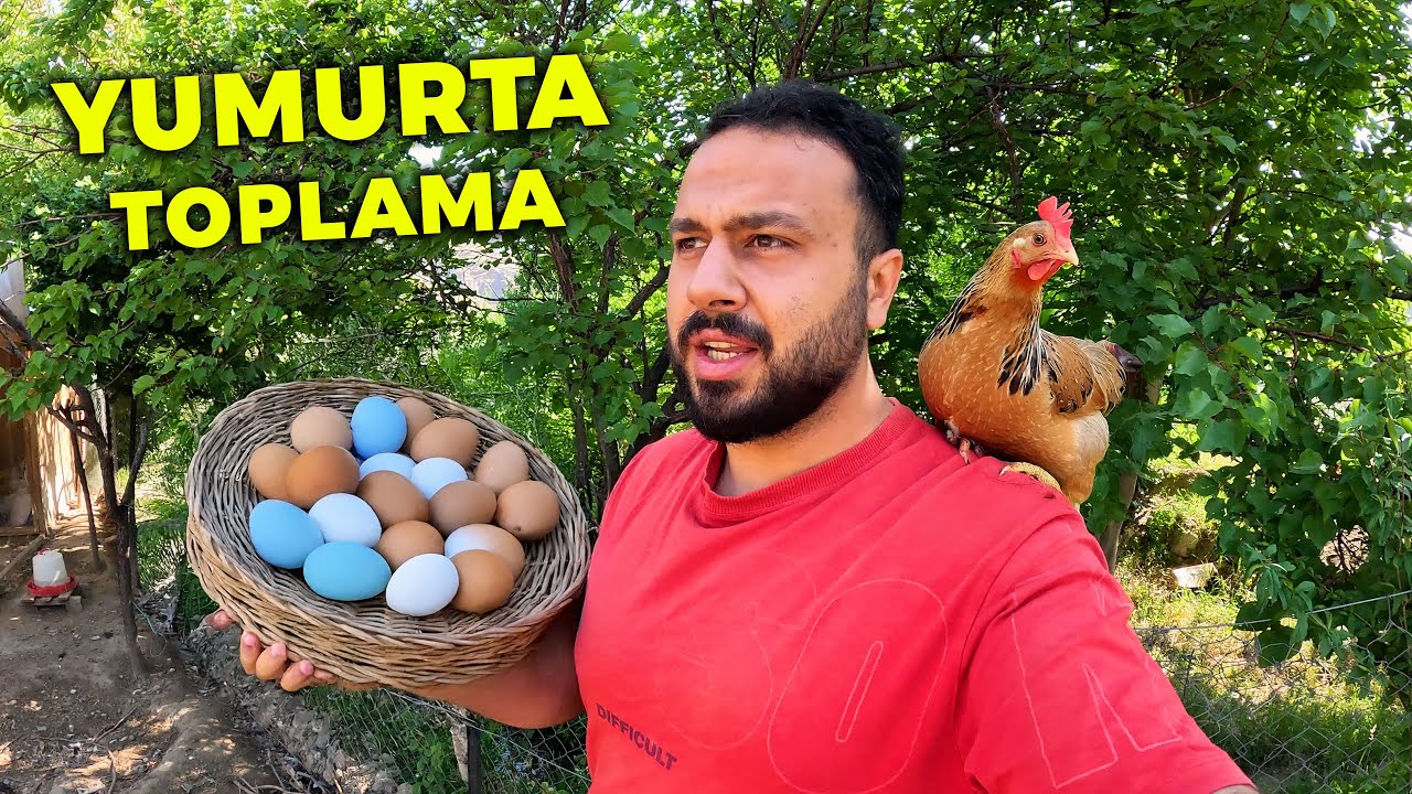 🥚 Folluklardan Yumurta Toplamayalı Baya Oldu - Cüce Keçilerim, Renkli Piliçler ve Keklik Yavrularım