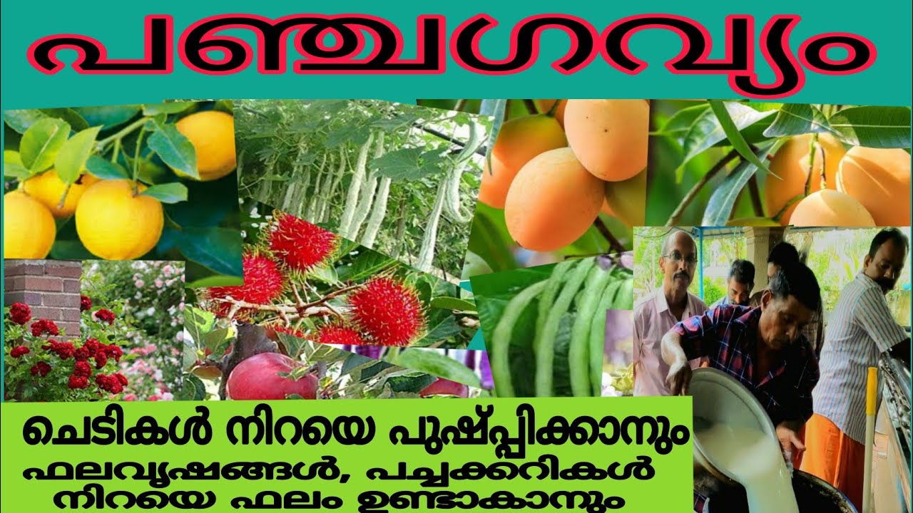 പഞ്ചഗവ്യം ഉണ്ടാക്കുന്ന വിധം || How to make panchagavyam || Usea of panchagavyam.