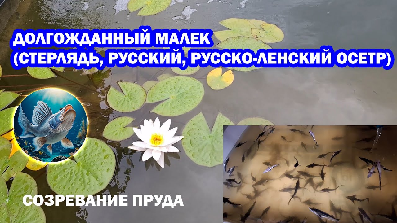Долгожданный малек (стерлядь, русский русско-ленский осетр) Созревание пруда с рыбой за 3 месяца УЗВ