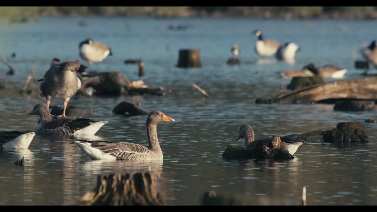 Delamere wildlife