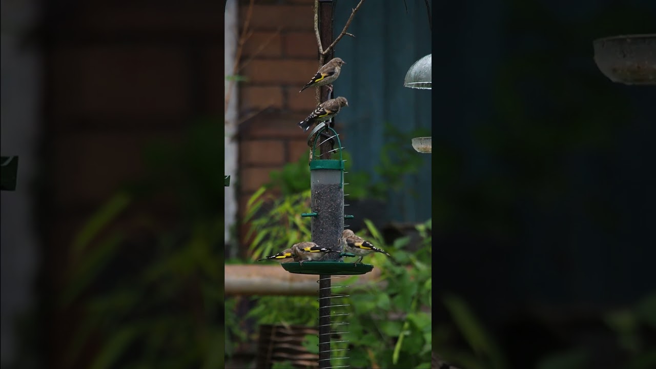 Family of Goldfinches at the feeder 