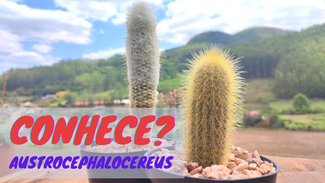 AUSTROCEPHALOCEREUS, CONHECIA ESTAS DUAS VARIAÇÕES?