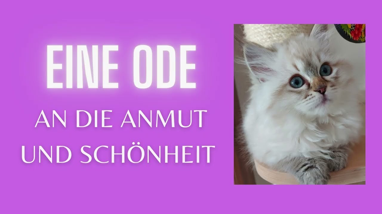 Elegante Ragdolls — Die schönsten Ragdoll Katzen der Welt