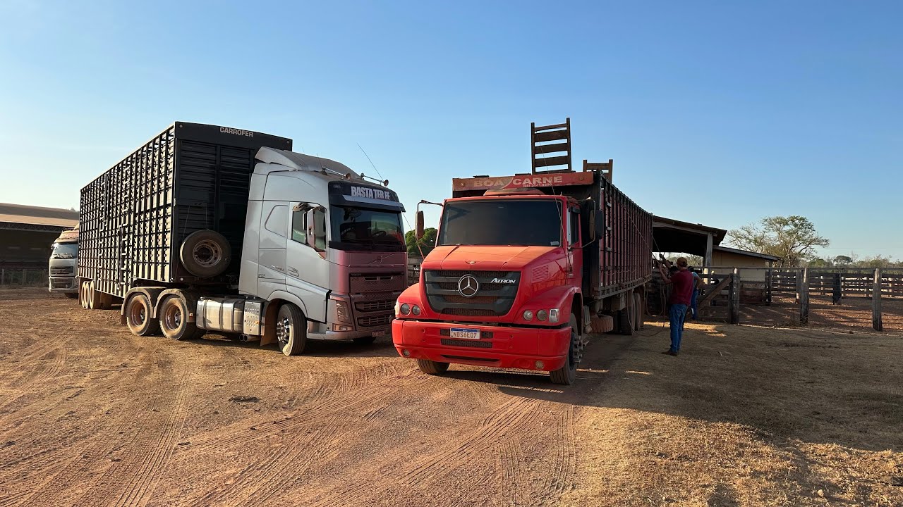 BORA PRA MAIS UM CARREGAMENTO DE VACA GORDA! XINGU VAI SENDO O PALCO…. 