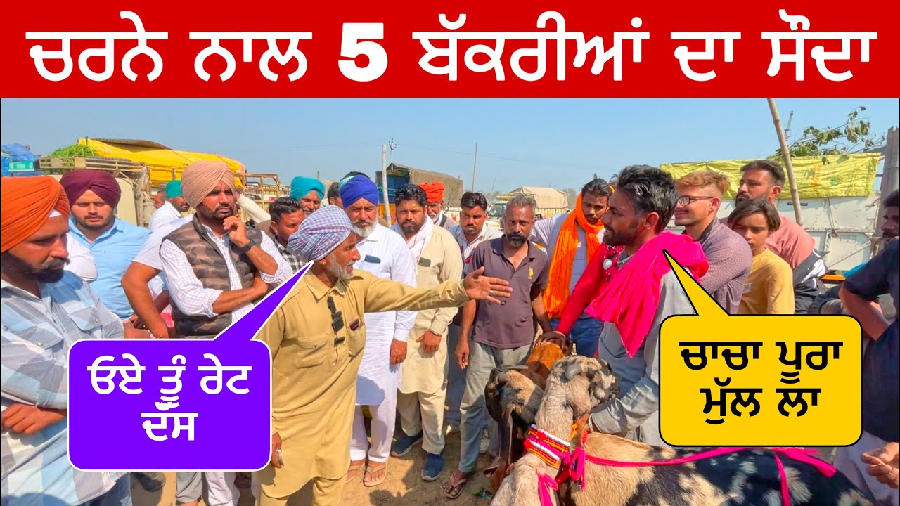 ਚਰਨੇ ਨਾਲ 5 ਬੱਕਰੀਆਂ ਦਾ ਸੌਦਾ  | Tungwali Bakra Mandi | Farm Punjab de  