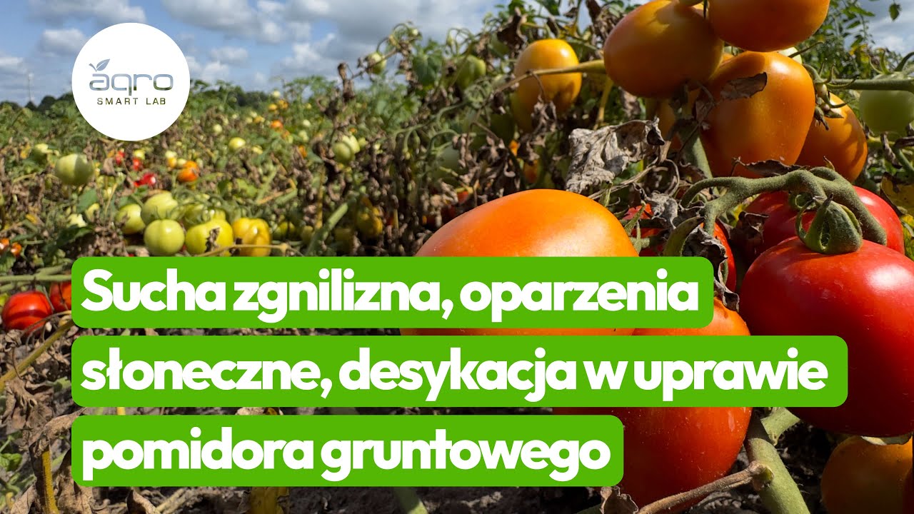 Защита грунтовых томатов от сухой гнили, солнечных ожогов и высыхания. Часть 2