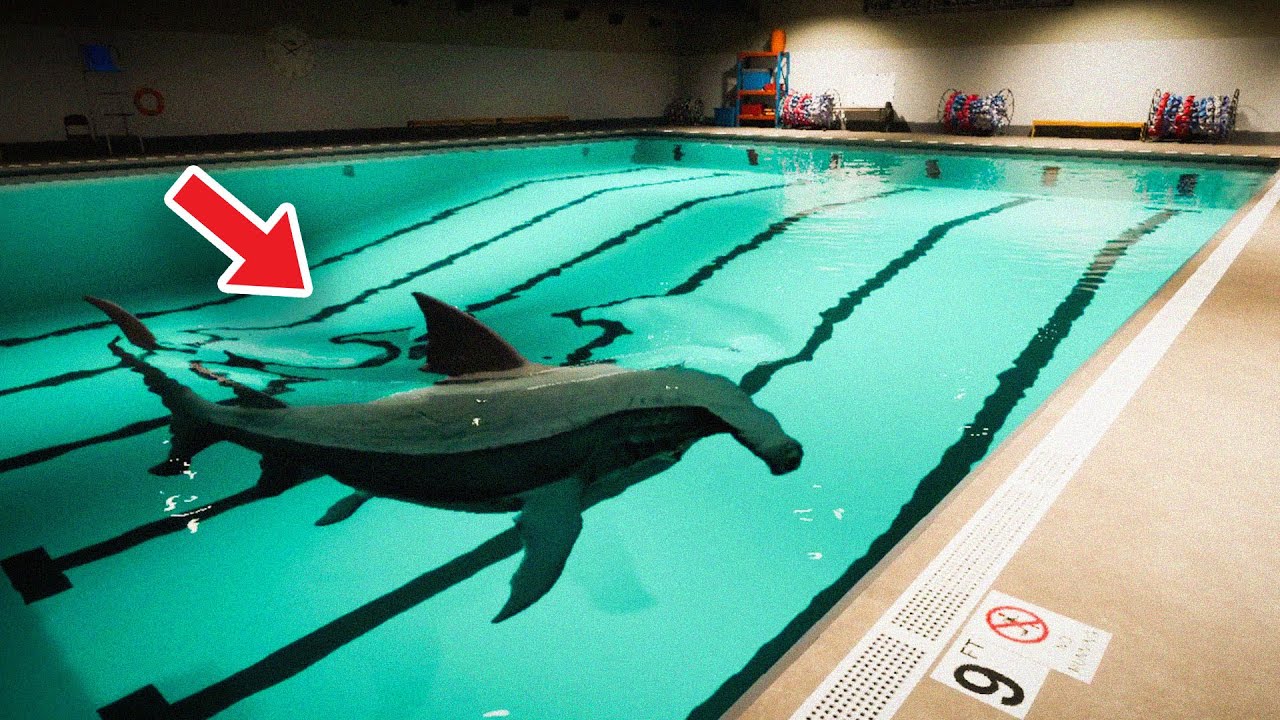 C&Oacute; C&Aacute; MẬP TRONG BỂ BƠI... | SHARK AND MINNOWS | DUY L&Ecirc;