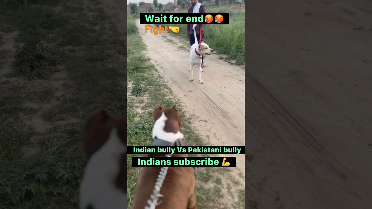 Indian bully VS pakistani bully💁💁💁