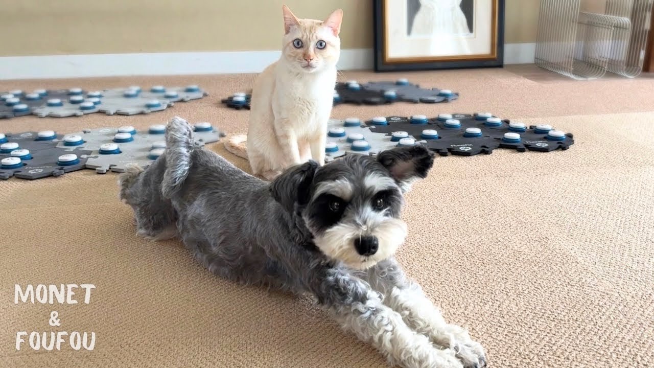 しゃべる犬と猫の言葉に 思わず『えっ！』と耳を疑った