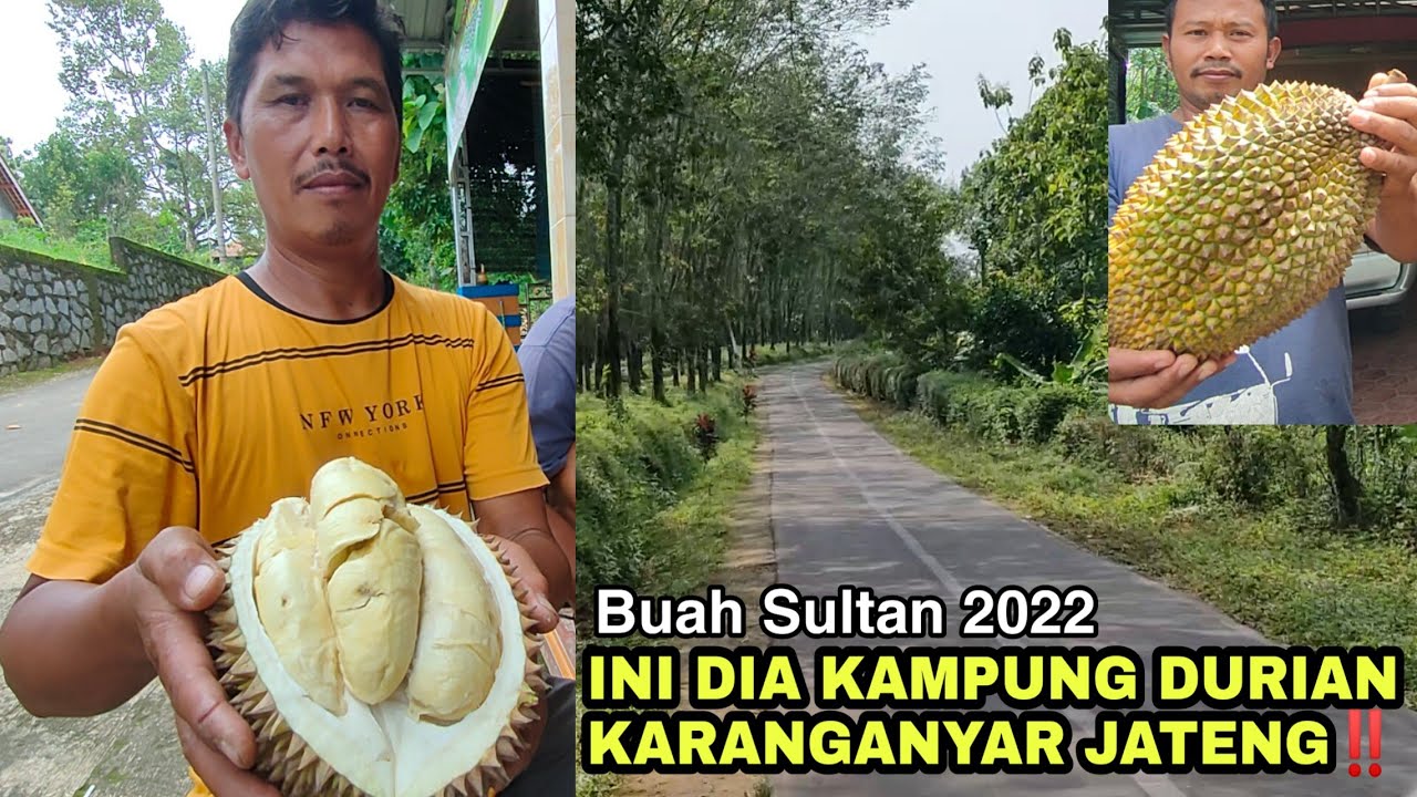 KAMPUNG DURIAN KARANGANYAR JATENG ‼️