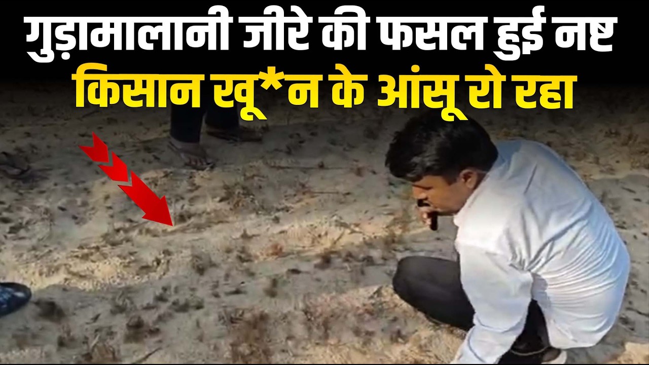 गुड़ामालानी जीरे की फसल हुई नष्ट किसान खू*न के आंसू रो रहा क्या बोले किसान !