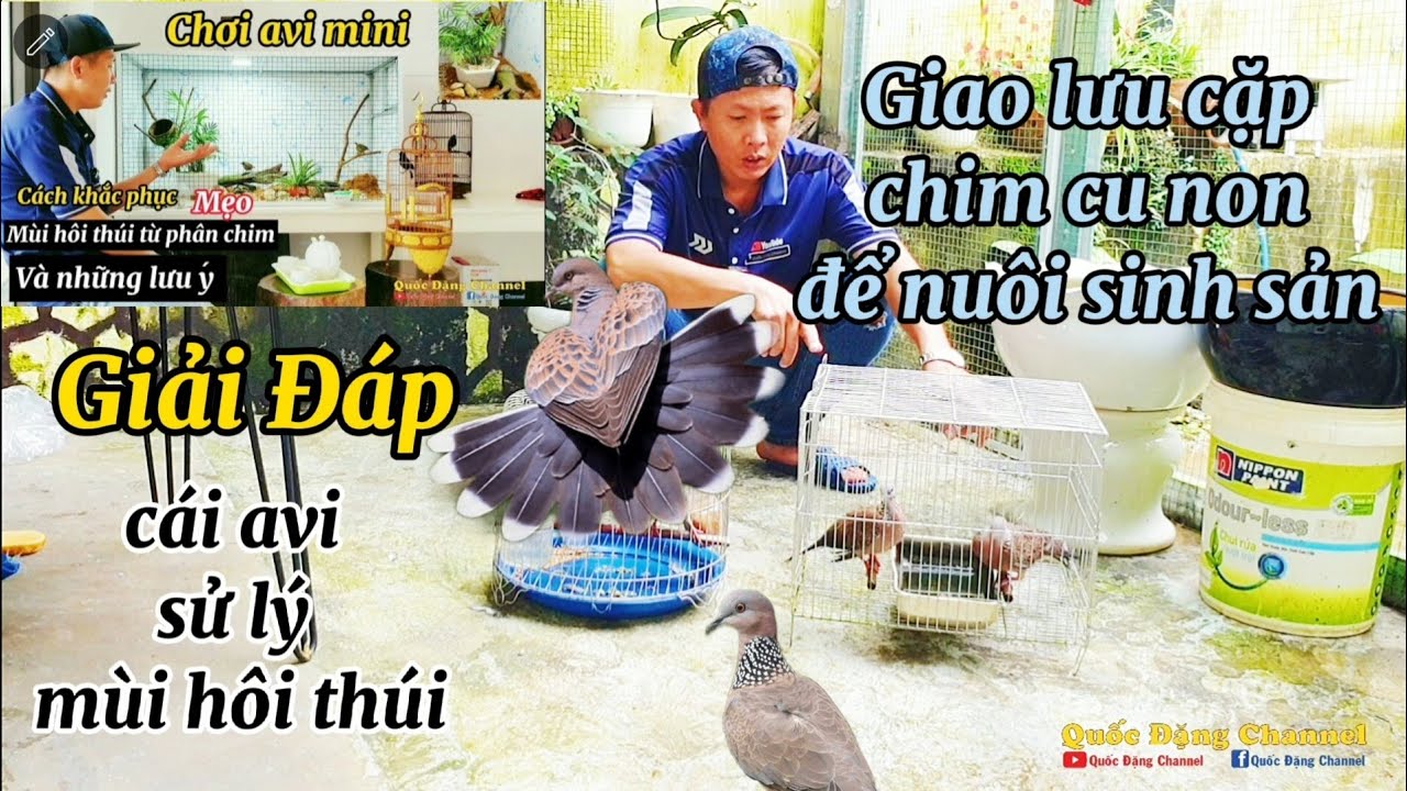 Giao lưu cặp chim cu gáy non và giải đáp câu hỏi của các bạn về avi mini chim tiểu mi