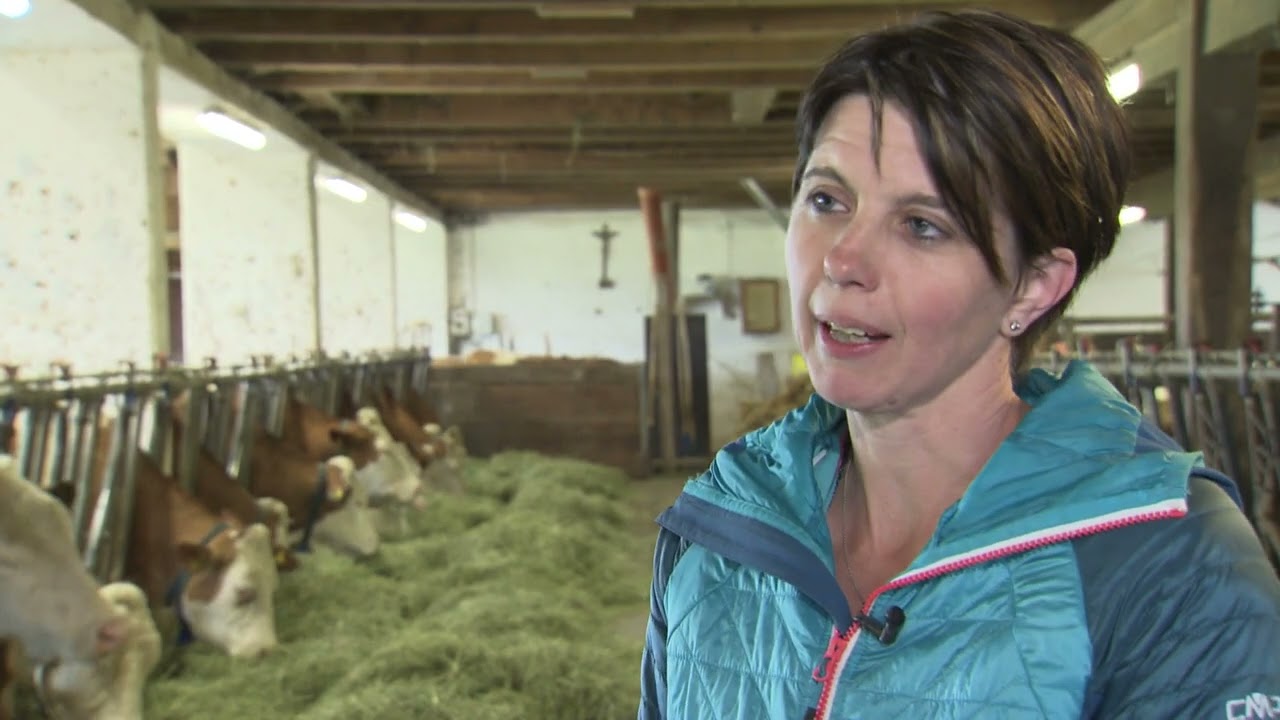 Steirische Landwirtschaft: Tierwohl am Milchviehbetrieb