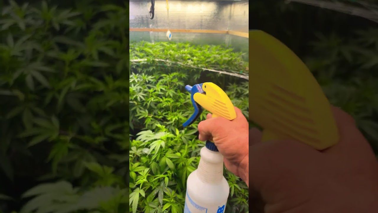 Foliar application of the transition formula from simply professional @simproformula4640