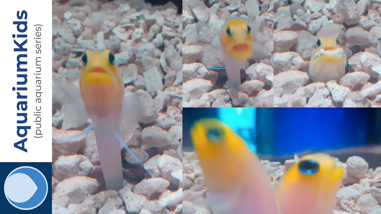 Yellowhead Jawfish Digging at the Via Aquarium