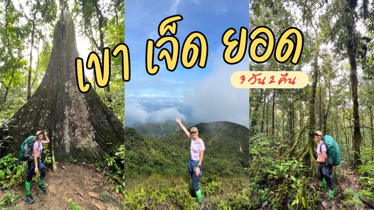 เดินป่า