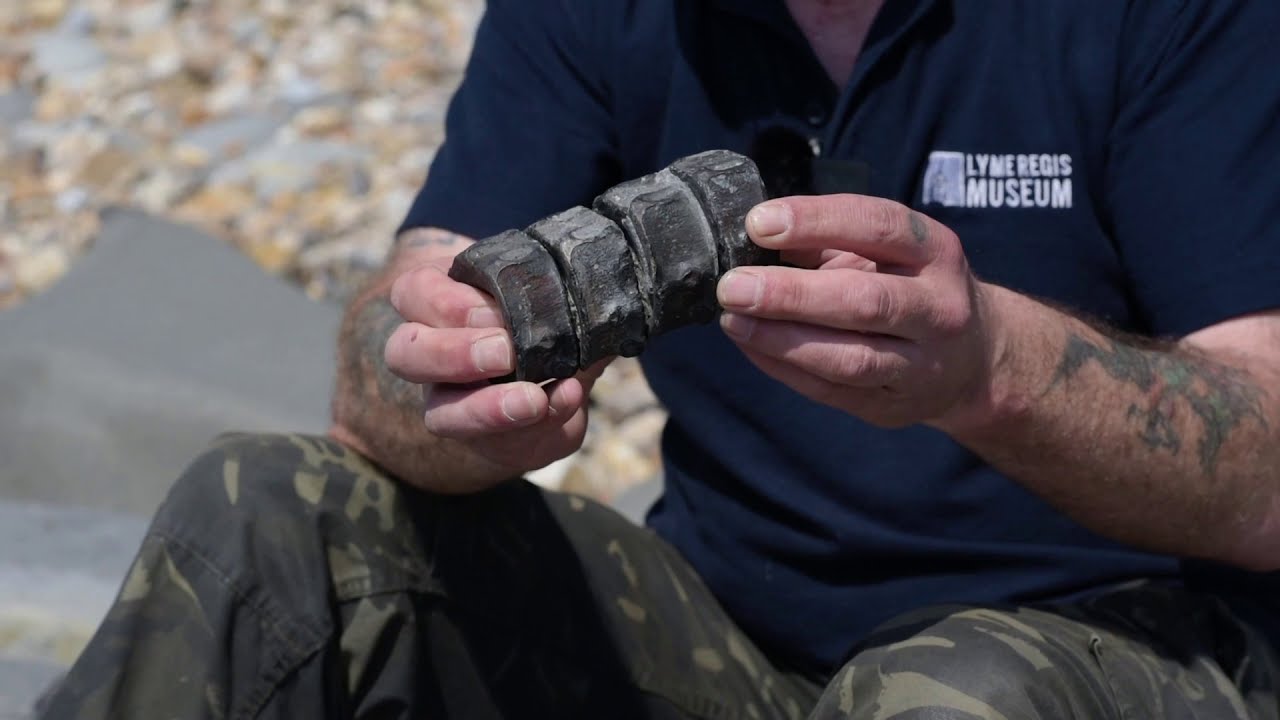 Virtual Fossil Walk with Lyme Regis Museum Geologist, Paddy Howe