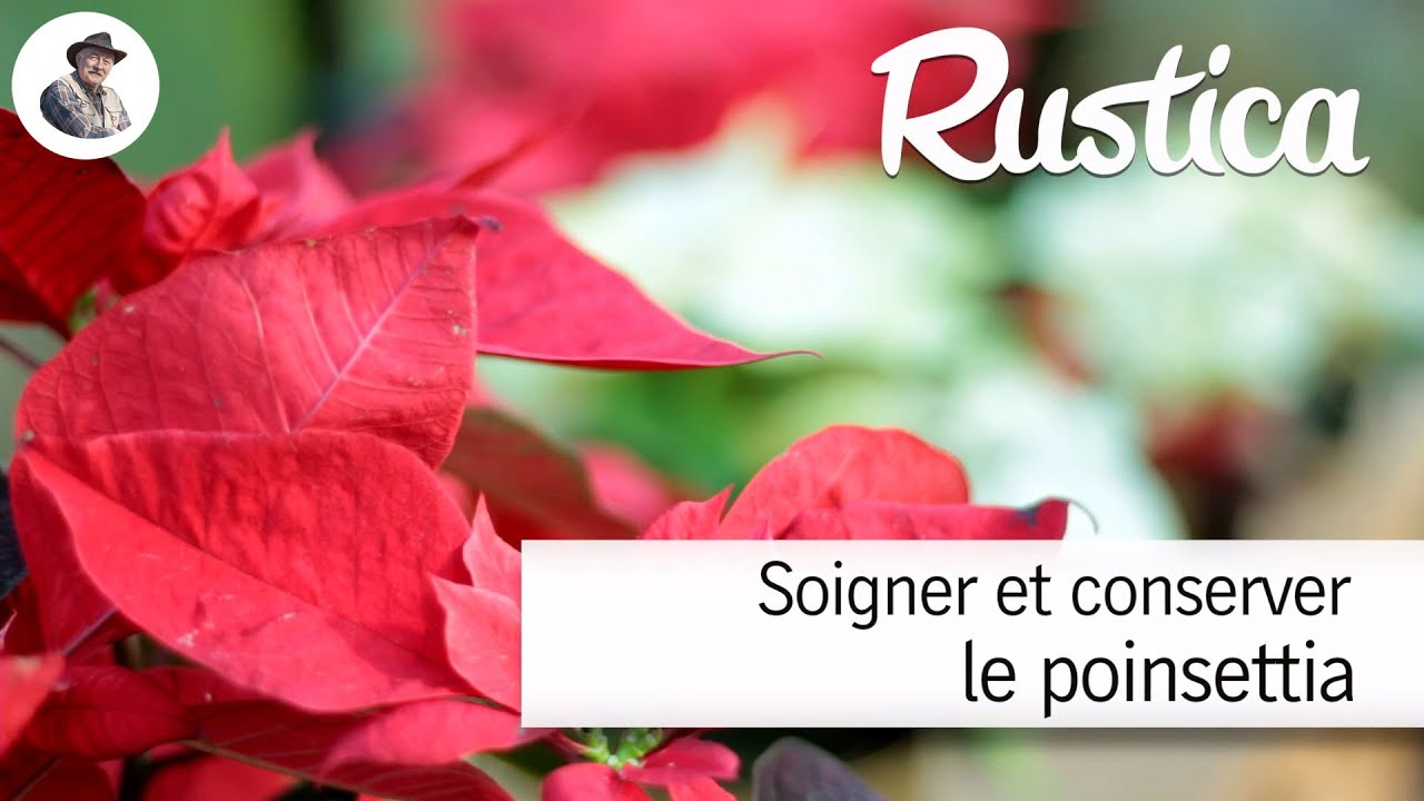 Soigner et cultiver le poinsettia