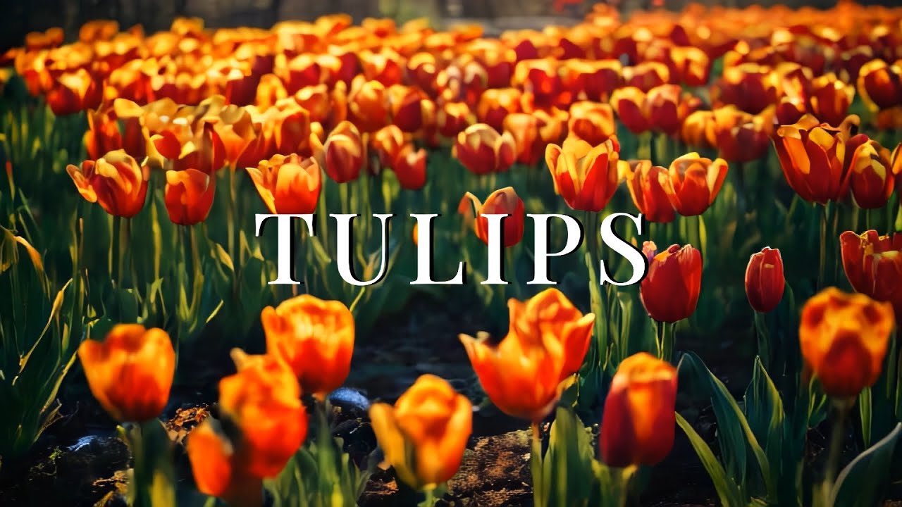Finding Your Zen in the Tulip Fields
