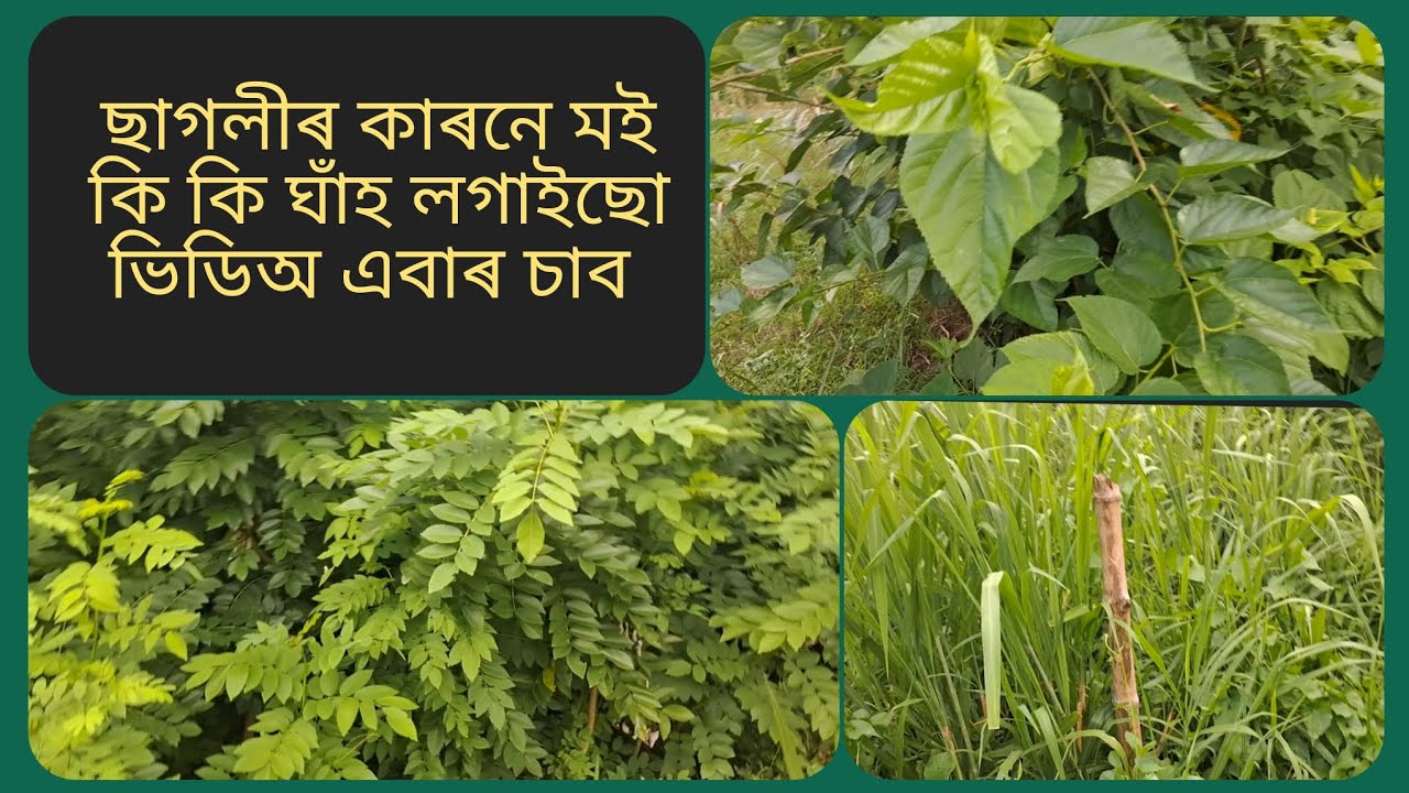 Grass for Goat. Assam goat farming 