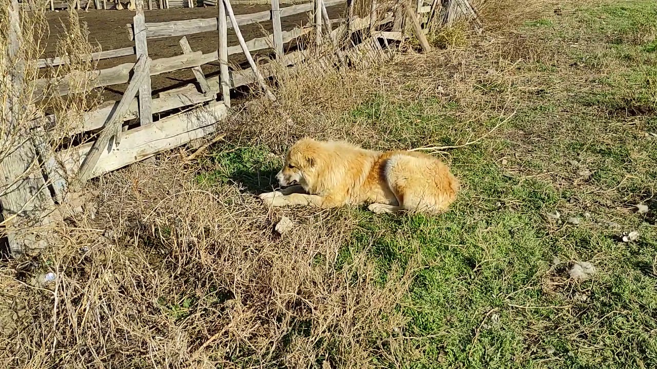 Рабочие волкодавы гор. Встреча на кошаре. часть 1.