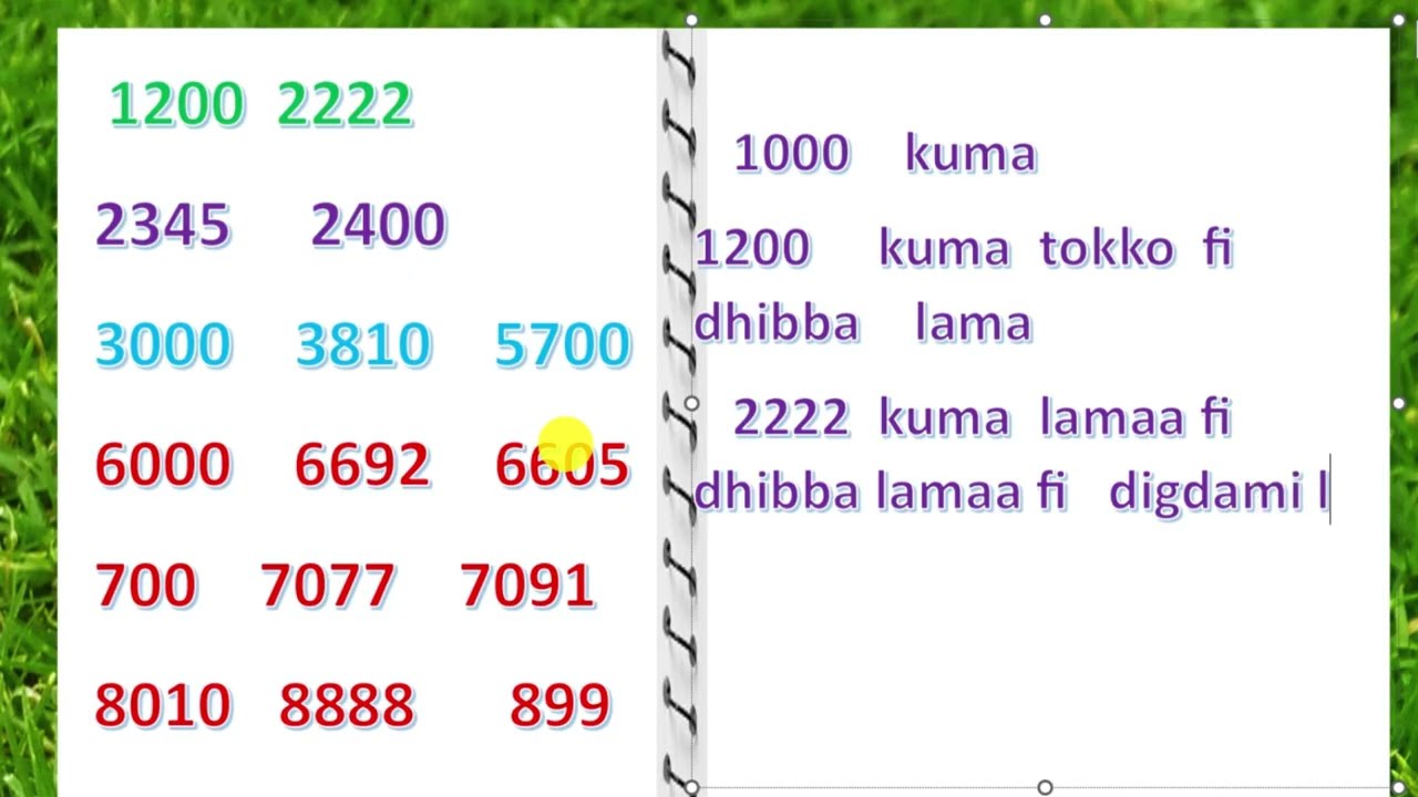 Lakkoofsoota barreessu✍️✍️✍️ |  kutaa 2ffaa