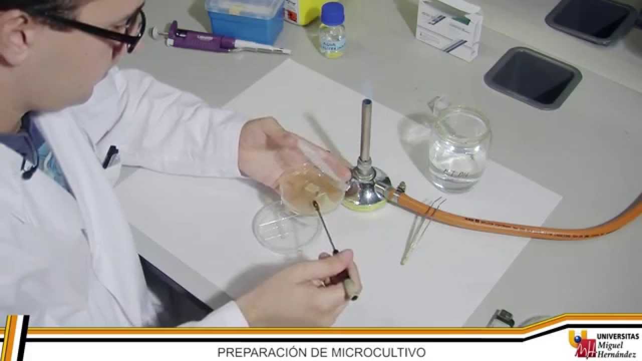 PREPARACIÓN DE MICROCULTIVOS