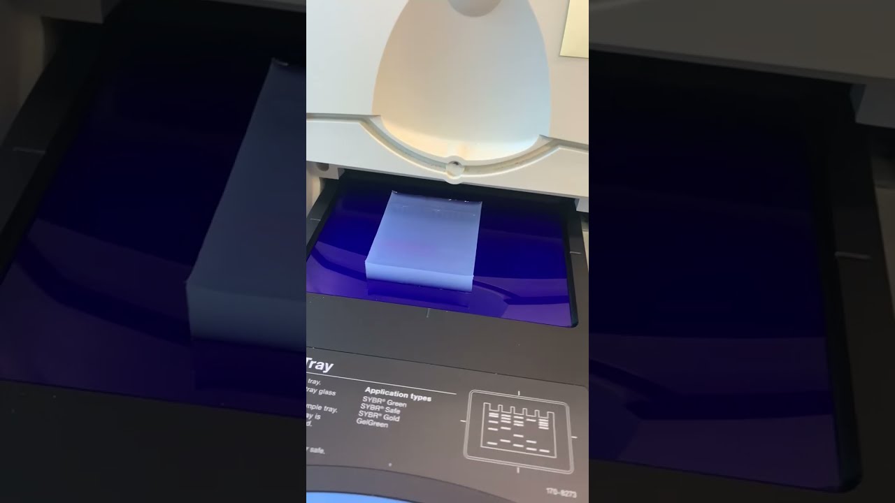 Gel Electrophoresis Pt. 2: Running the gel (Use for macromolecule separations)