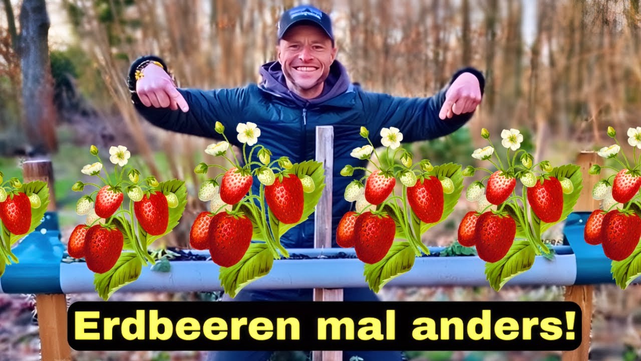 Genialer Trick, um MEHR Erdbeeren zu ernten! 🍓