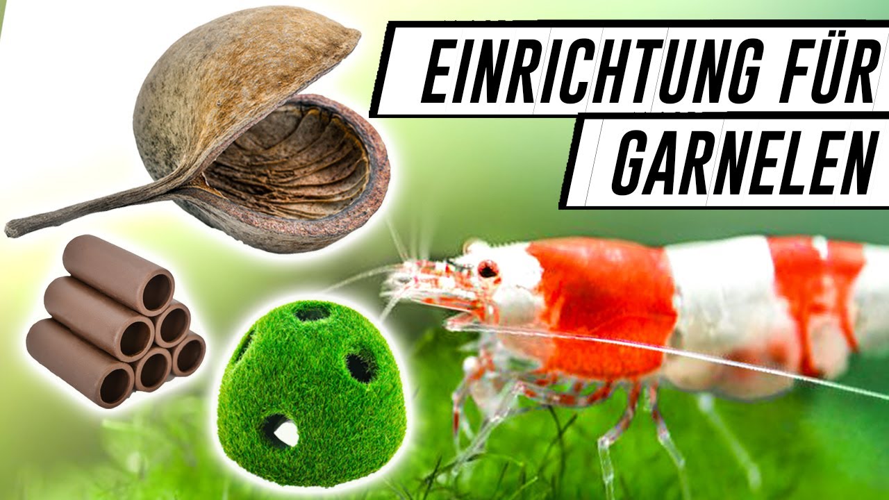 EINRICHTUNG FÜR GARNELEN - Neue Zuchtanlage für Garnelen einrichten