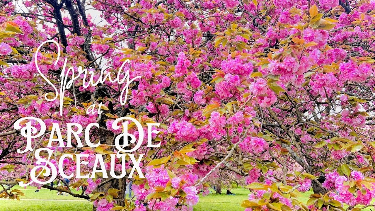 SCEAUX, France 🇫🇷 | Cherry Blossom 🌸 | 20 minutes away from Paris #discoverfrance #travel 
