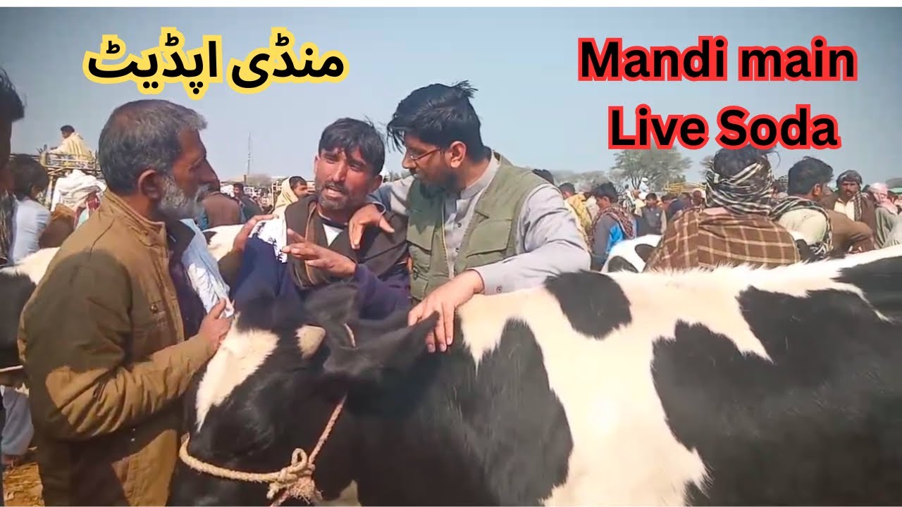 Live Mandi Soda | bacheri ka live soda | Mandi update #heiferfarming #heifer #heifersforsale #animal