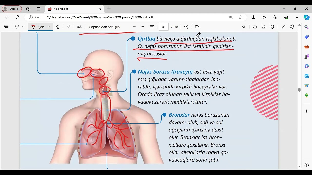 Tənəffüs sistemi dərs izahı. Dekabr qrupu. MİQ və abituriyent hazırlığı. Əlaqə: 055-634-73-41