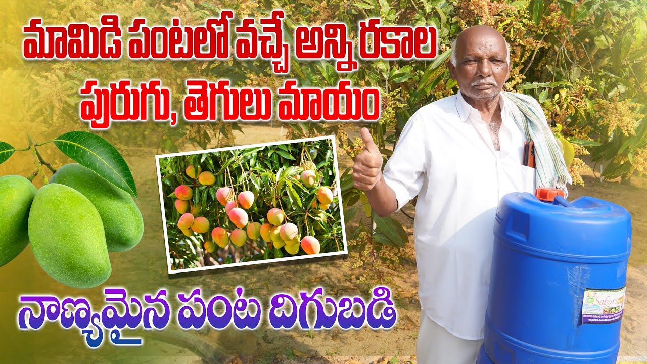మామిడి పంటకు వచ్చే అన్ని పురుగులకు ఒకటే మందు | Sabari-555 Uses in Mango Farming | AgriTech Telugu