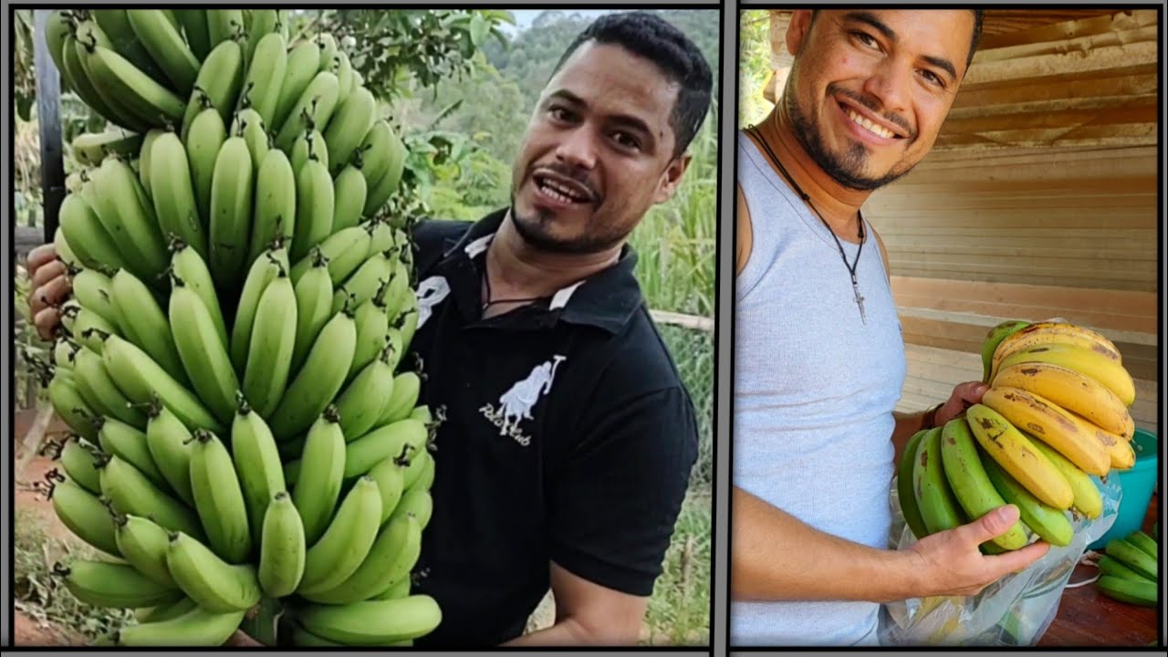 Essa é a forma mais fácil e rápida para amadurecer banana 🍌🍌