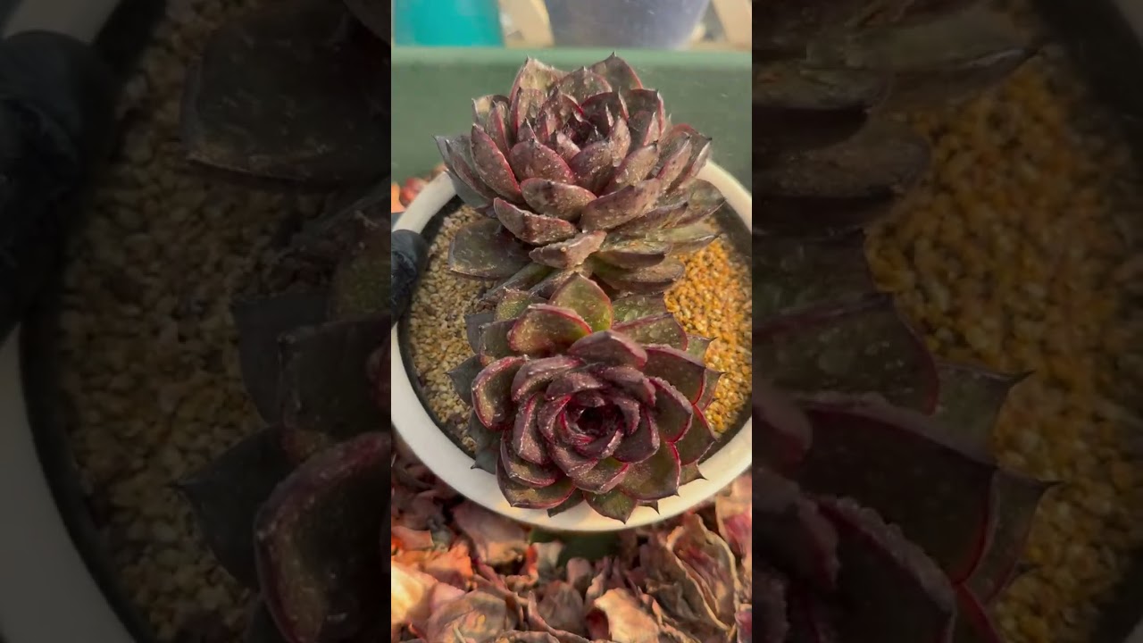 The One Indoor Condition Succulents Need More Than Water