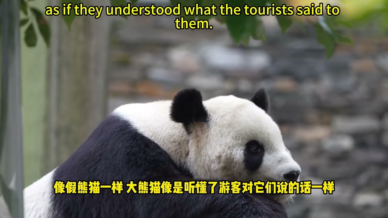 【我爱大熊猫】大熊猫太会享受熊生啦，各种上班打瞌睡 Pandas really know how to enjoy their lives as bears! #熊猫 #panda #我爱大熊猫