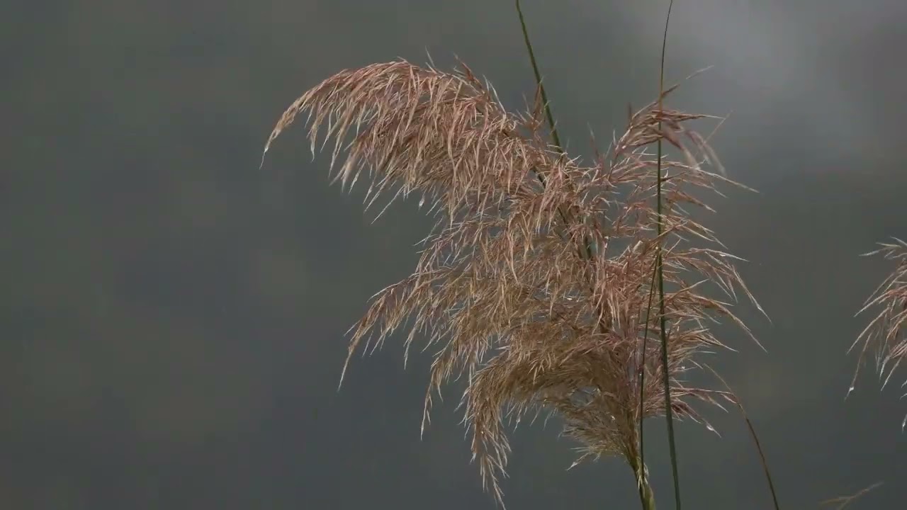 죽어서도내가 섬길 당신은(마흔아홉 번째) / 손종일(영상시) 배경음악: For Your Eyes - Armik